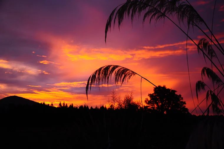 Dunkle Gräser vor einem leuchtend orange-violetten Abendhimmel.